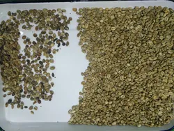 เครื่องคัดเลือกสีเมล็ดกาแฟโรบัสต้า