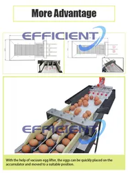 Eier sortieren und waschen Maschine Eiergewichtseinstufung Sortiermaschine