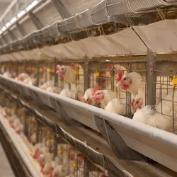 เซ็นเซอร์วัดอุณหภูมิไก่ความแม่นยำสูงสำหรับตัวควบคุมสภาพอากาศ