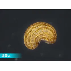 Microscopio digitale metallografico ad alta magnificazione Kathmatic per analisi microstrutturale