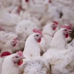 เซ็นเซอร์วัดอุณหภูมิไก่ความแม่นยำสูงสำหรับตัวควบคุมสภาพอากาศ