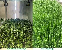Hydroponische Futteranbaumaschine für die Produktion von Kaninchen-, Schaf- und Pferdefutter