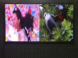 หน้าจอแสดงผล LED สีเต็มรูปแบบในร่ม P2.5 ให้เช่า