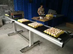 Máquina de Codificação a Jato de Tinta para Ovos de Fornecimento de Fábrica