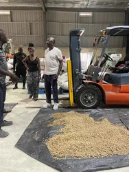 Nigeria Reisfarbsortiermaschine für parboiled Reisfarbsortierung