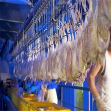 自動鶏肉処理ライン 鶏肉屠殺機械