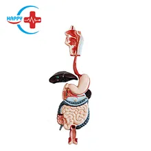 Hc-S251 Anatomisches Modell des Verdauungssystems PVC Labor Modell für das menschliche Körpersystem