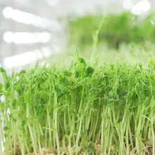 Hệ thống trồng thủy canh, hệ thống nảy mầm thức ăn gia súc, hệ thống cỏ thủy canh, hệ thống giá đỡ trồng