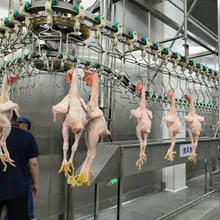 Dayanıklı Tavuk Kesim Makinesi, Paslanmaz Çelik 304, Buhar Kazanı Sistemi