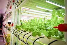 Sistema di coltivazione di verdure idroponiche in PVC con luci LED, sistema di rack di crescita verticale