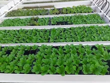 Voeder Hydroponisch Systeem Multi-Laags Groeirek Voeder Systeem Microgroen Gras Teeltsysteem