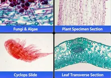 Microscópio estereoscópico de inspeção de peças com distância de trabalho extra longa