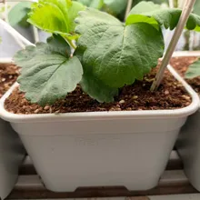 4L Sistema di coltivazione idroponica modulare Square Reinfa Strawberry Root Control Pot