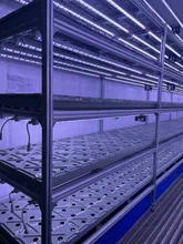 Dikey Hidroponik 40FT Konteyner Hidroponik Büyüme Konteyneri Nft Hidroponik Sistemi