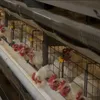 Controllore di Ventilazione di Precisione Futuro 80 con Integrazione dell'Algoritmo del Processo di Allevamento