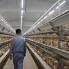 Controllore di Ventilazione di Precisione Futuro 80 con Integrazione dell'Algoritmo del Processo di Allevamento