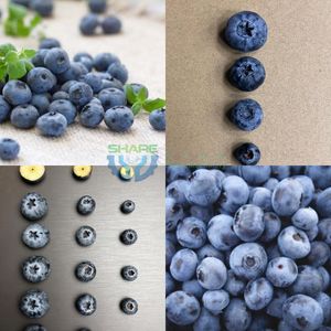 Blueberry Sorting Line Machine Cherry Grading Machine Reemoon Cherry Sorting Machine Blueberry Sorting Machine
