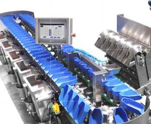 Automatic Sorting Weight Grading Machine Circular Multi-Weight Sorting Machine