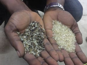 Steamed Rice Grading Machine Rice Colour Sorter Device