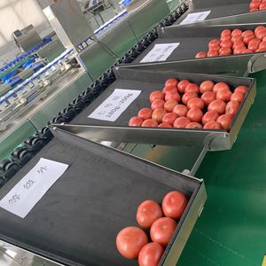 Tomato Sorting Machine, Automatic Inspection Machine, Optical Sorter, Color Sorting Machine