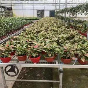 Grow Racks and Rolling Bench Flood Trays Cultivation Growing Rack Ebb Vertical Grow Rack System