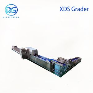 Color Sorting Machine & Packing Line – Integrated Sorting System